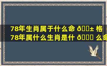 78年生肖属于什么命 🐱 格（78年属什么生肖是什 🐅 么命人）